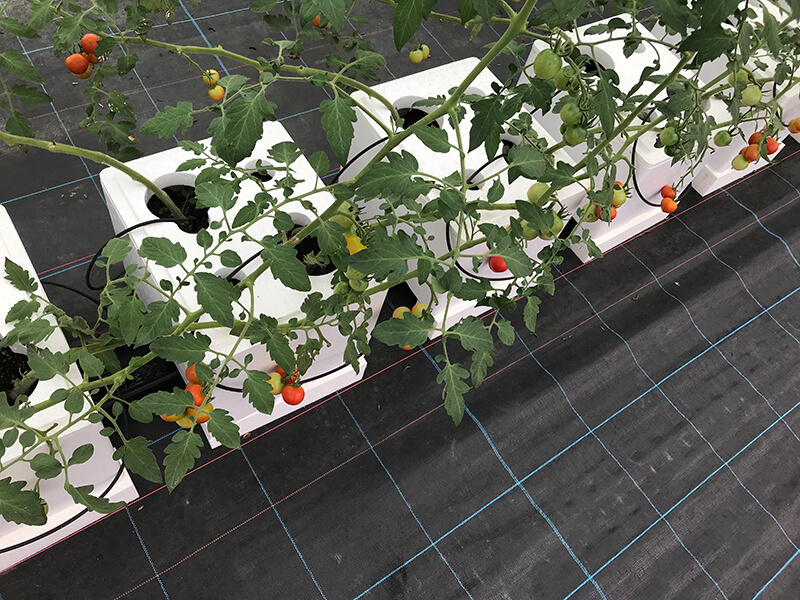 育苗後の「うぃずONE」ミニトマト栽培