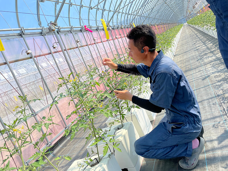 日々の養液管理のもとストレスフリー、高糖度ミニトマト