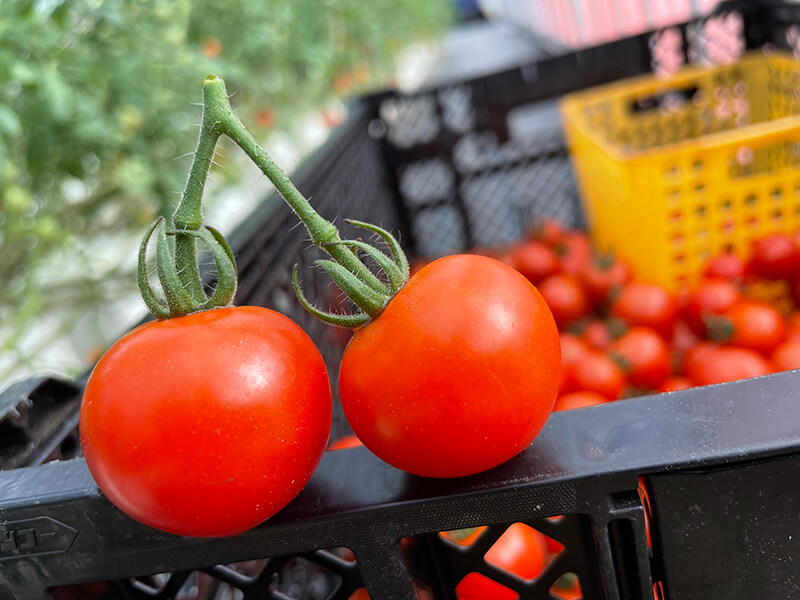 ドルチェレッド